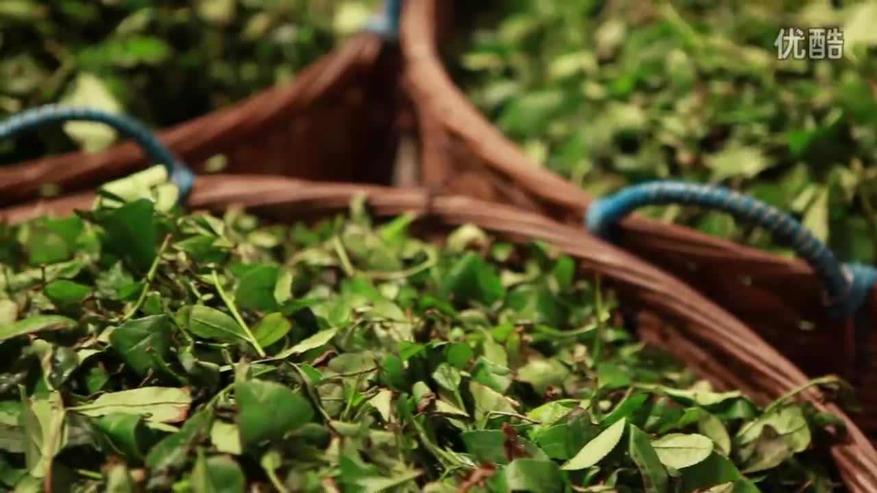 茶农纪录片 《陈冬林 岩茶篇》