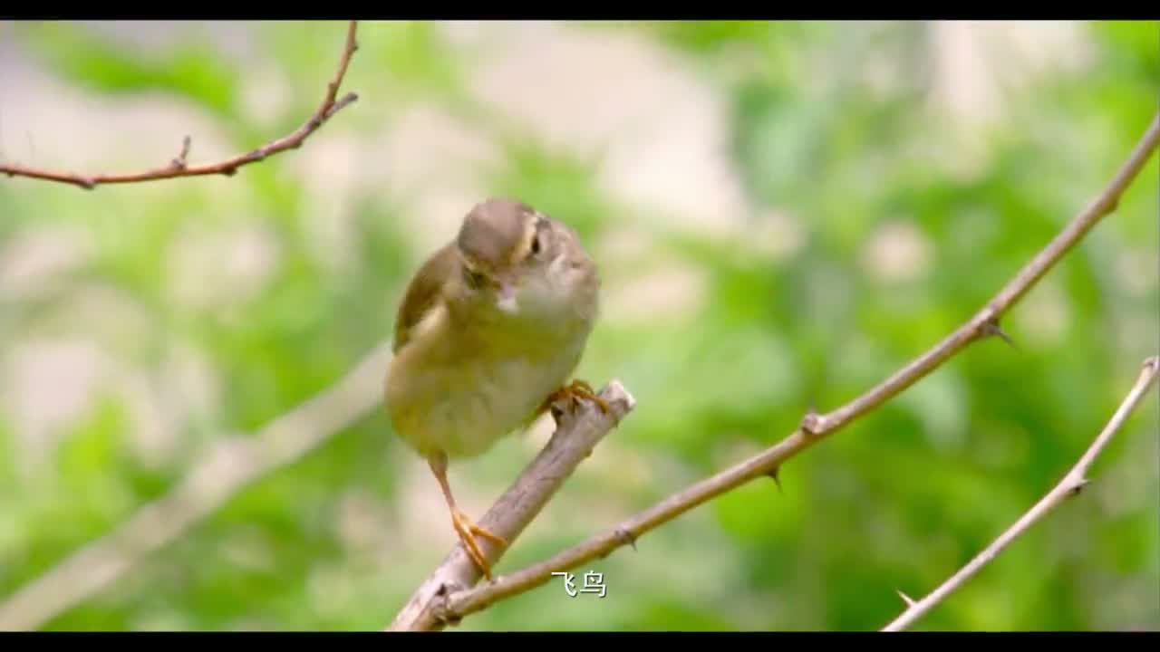 蓝牙音箱产品宣传片拍摄